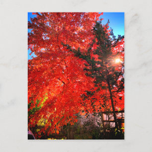 Sunlight in Fall Postcard