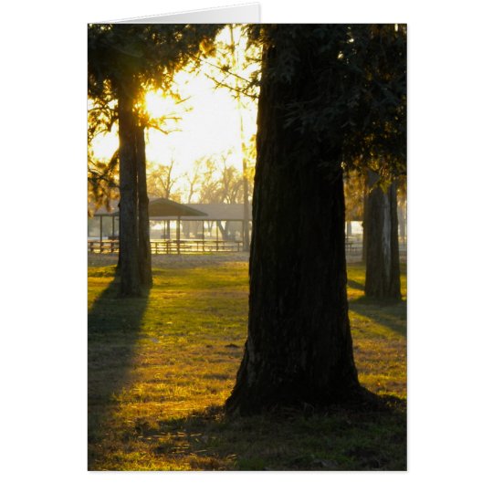 Sunlight in the trees card