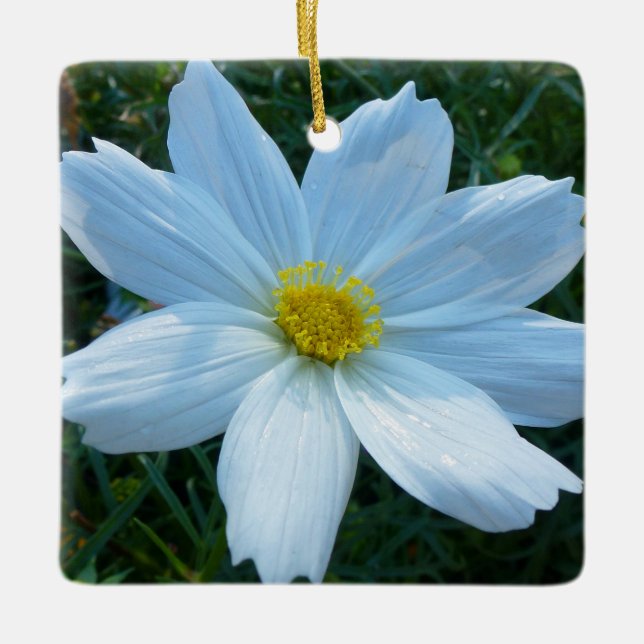 Sunlight on White Cosmos Flower Floral Ceramic Ornament (Front)
