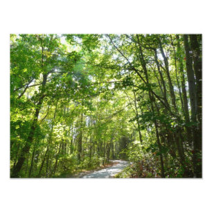 Sunlight on Wooded Path at Centennial Park Photo Print