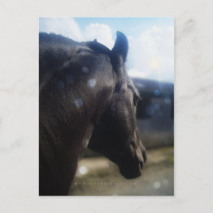 Sunlight - Postcard
