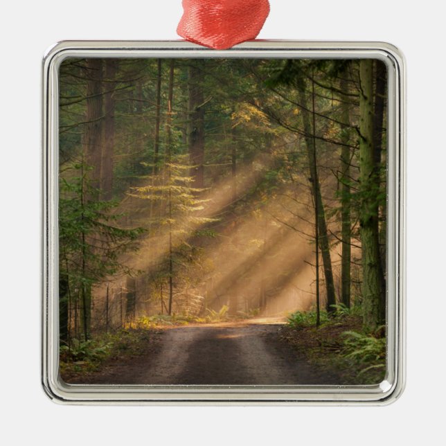 Sunlight Shining Through a Forest Metal Tree Decoration (Front)