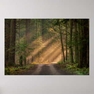 Sunlight Shining Through a Forest Poster