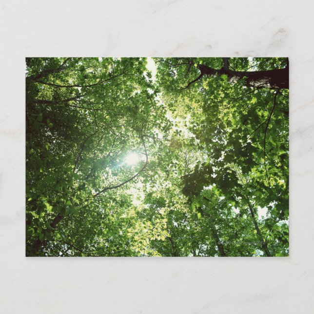 Sunlight Streaming Through the Leaves of Trees Postcard (Front)