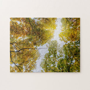 Sunlight Through Autumn Sugar Maples Jigsaw Puzzle