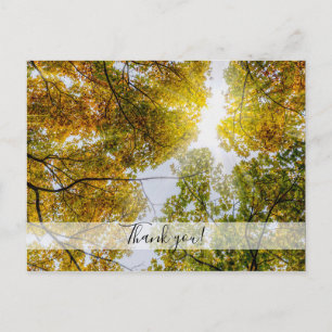 Sunlight Through Autumn Sugar Maples Thank you Postcard