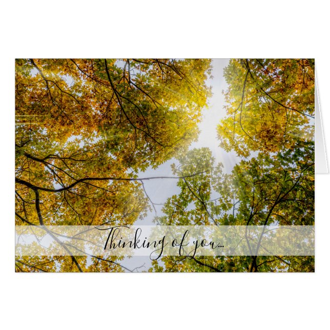 Sunlight Through Autumn Sugar Maples Thinking Card (Front Horizontal)