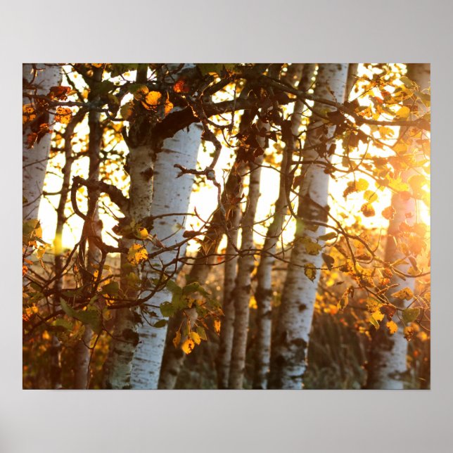 Sunlight Through Birch Trees 20x16 Poster Wall Art (Front)