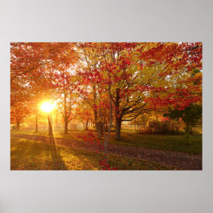 Sunlight through fall red maple trees poster