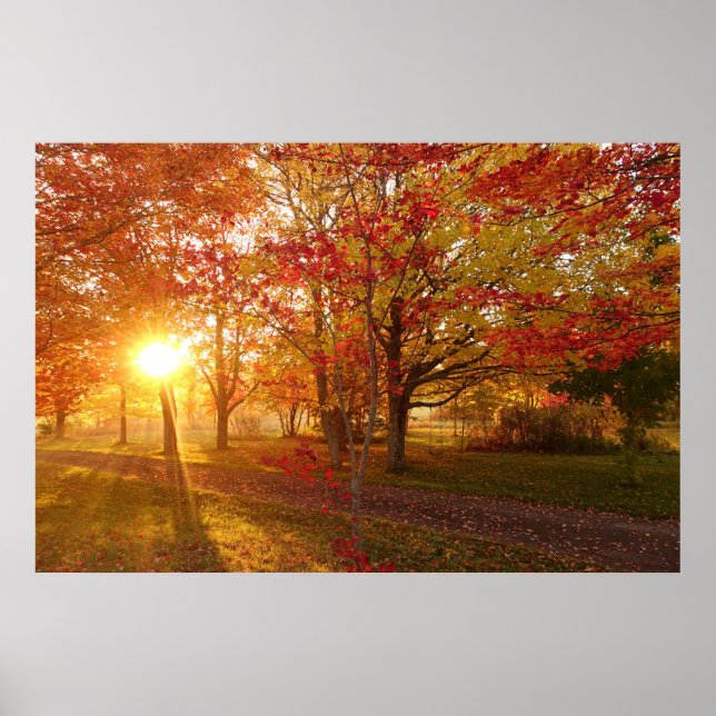 Sunlight through fall red maple trees poster (Front)