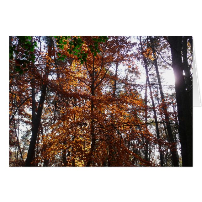 Sunlight Through Fall Tree at Greenbelt (Front Horizontal)