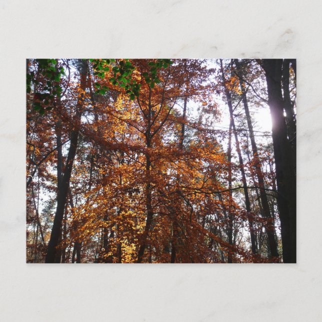 Sunlight Through Fall Tree at Greenbelt Postcard (Front)