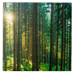 Sunlight Through Forest Trees Tile