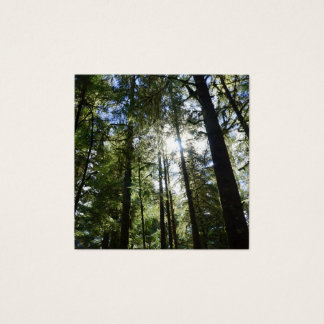 Sunlight Through Pine Trees