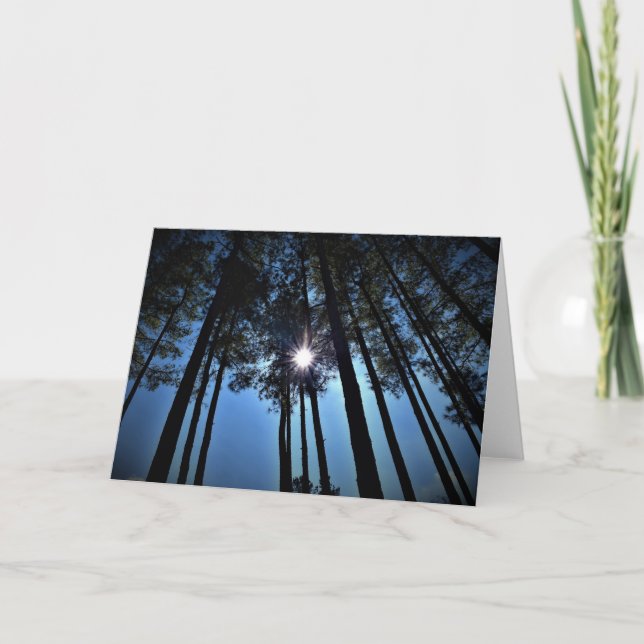 Sunlight Through Pine Trees, card (Front)