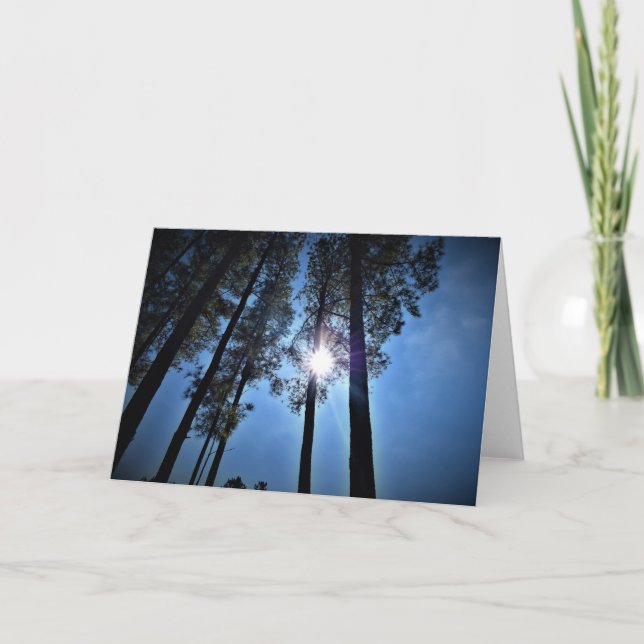 Sunlight Through Pine Trees, card (Front)