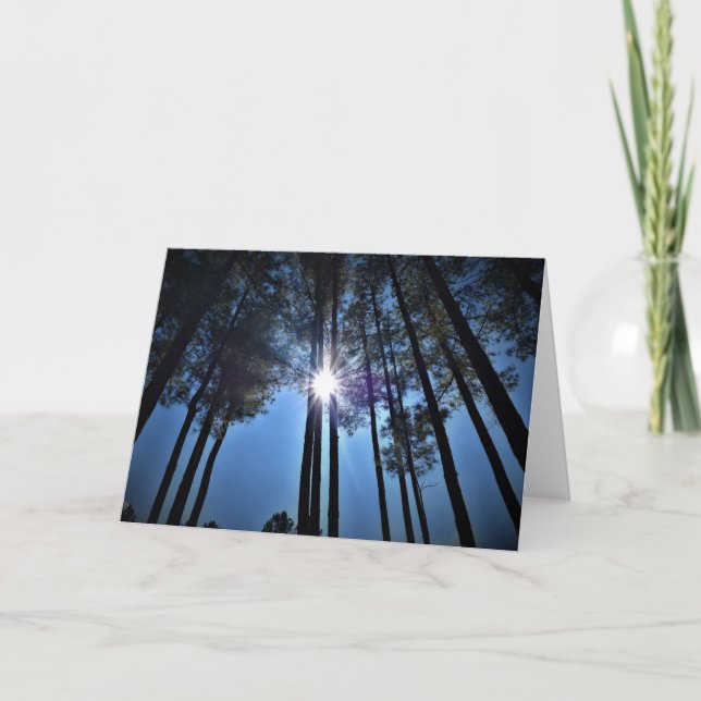 Sunlight Through Pine Trees, card (Front)