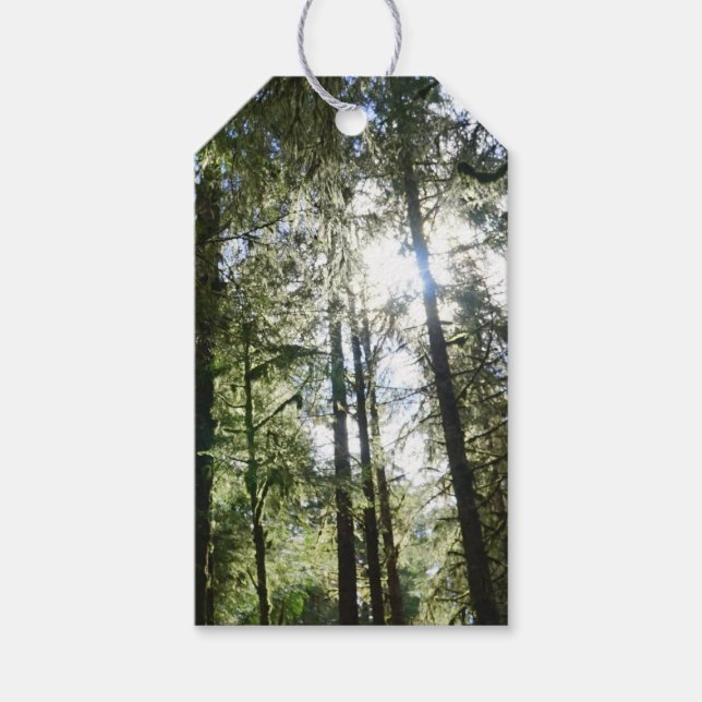 Sunlight Through Pine Trees Gift Tags (Front)