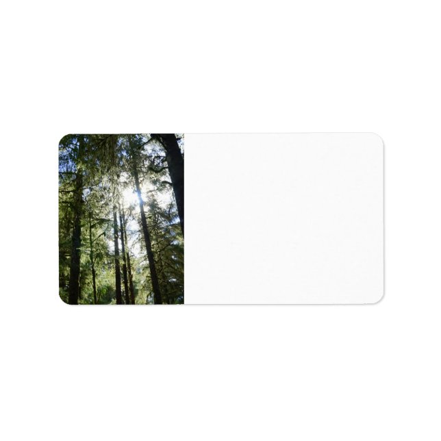 Sunlight Through Pine Trees Label (Front)