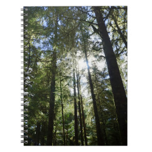 Sunlight Through Pine Trees Notebook