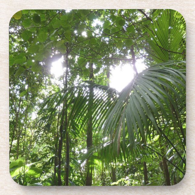 Sunlight Through Rainforest Canopy Tropical Green Coaster (Front)