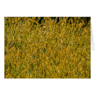 Sunlight Through Tall Grass