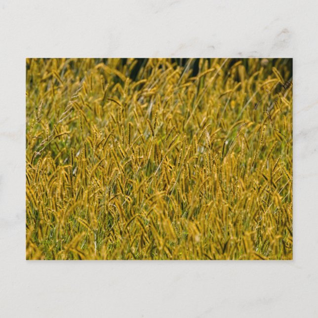 Sunlight Through Tall Grass Postcard (Front)