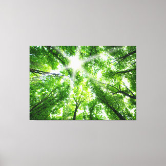 Sunlight Through the Canopy Canvas Print