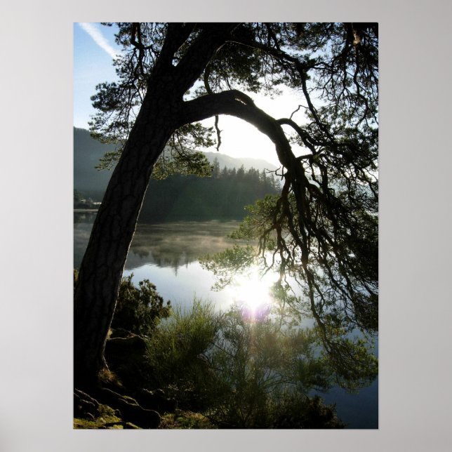 Sunlight through the Pines in Keswick Poster (Front)