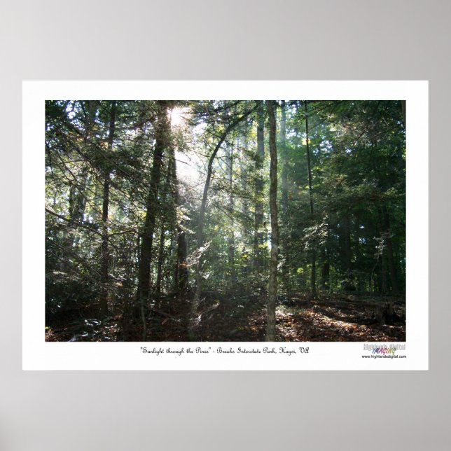 Sunlight Through the Pines Poster (Front)