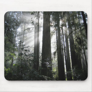 Sunlight through the Redwoods Mouse Mat