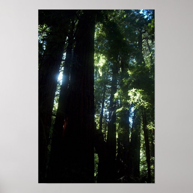Sunlight through the Redwoods Poster (Front)