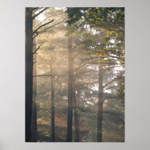 Sunlight Through the Trees Poster Print