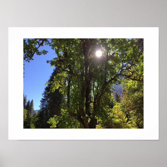 Sunlight through the Trees Yosemite Color Photo Poster (Front)