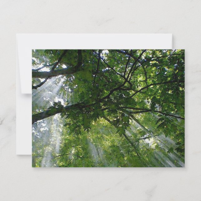 Sunlight Through Trees (Front)