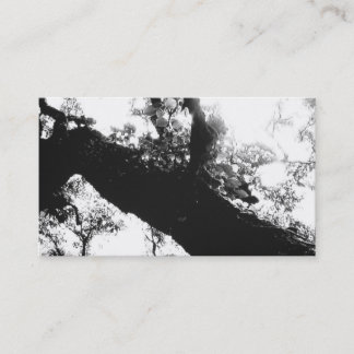 Sunlight Tree Black and White Photography Business Card