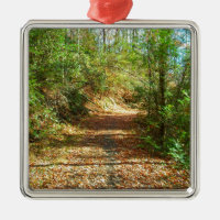 Sunlit Autumn Forest Trail