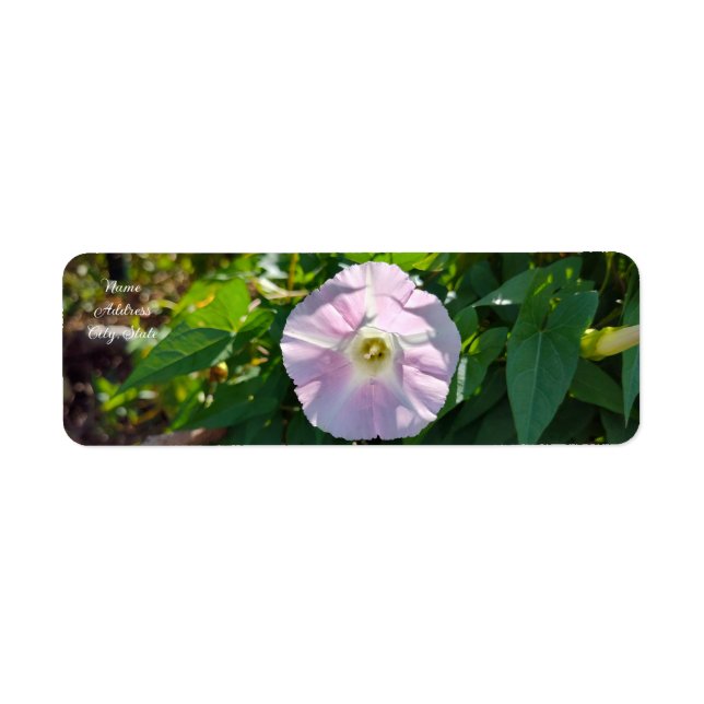 Sunlit Backdrop (Front)