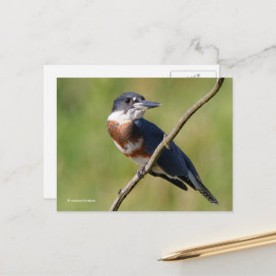 Sunlit Belted Kingfisher Bird on Branch Postcard