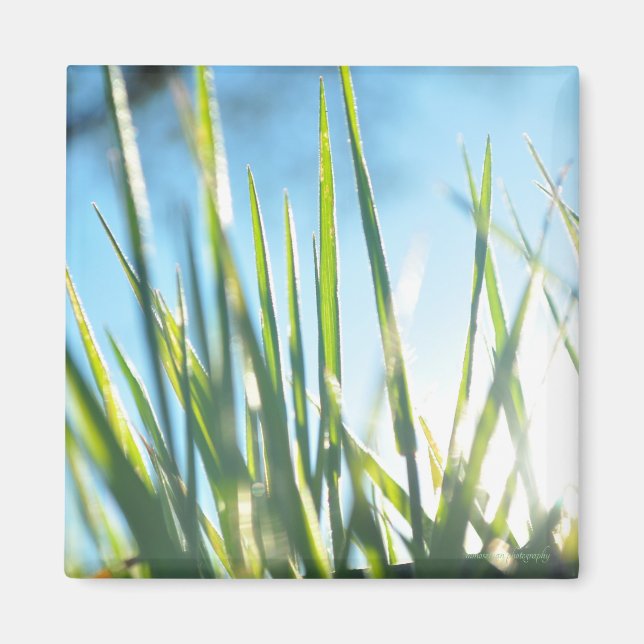 Sunlit Blades Magnet (Front)