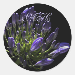 Sunlit Blooming Purple Agapanthus, African Lily Classic Round Sticker