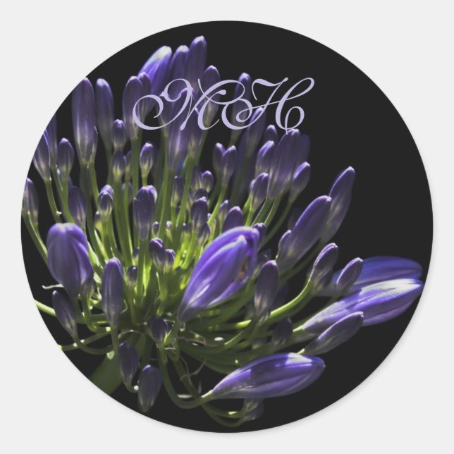 Sunlit Blooming Purple Agapanthus, African Lily Classic Round Sticker (Front)