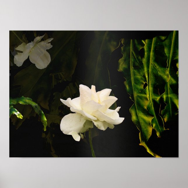Sunlit Botanical Art Print (Front)