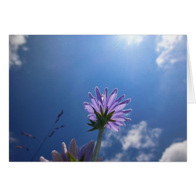 Sunlit Chickory Flower (Front Horizontal)