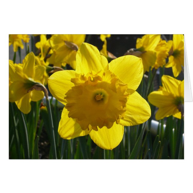 Sunlit Daffodil (Front Horizontal)