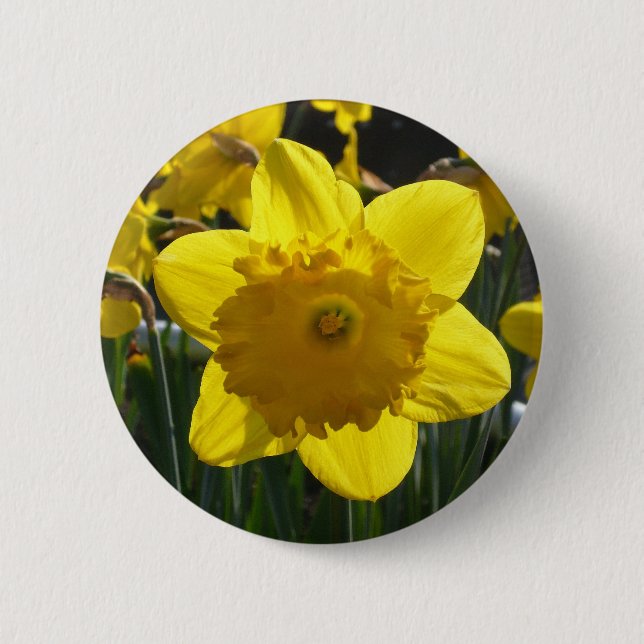 Sunlit Daffodil 6 Cm Round Badge (Front)