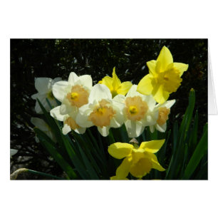 Sunlit Daffodil Card