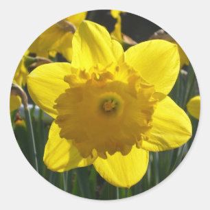 Sunlit Daffodil Classic Round Sticker