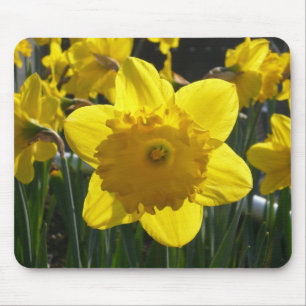 Sunlit Daffodil Mouse Mat