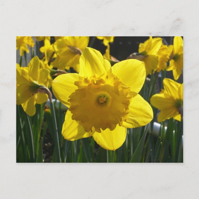 Sunlit Daffodil Postcard (Front)